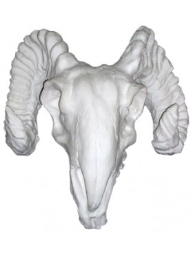 Chalk Aries Skull