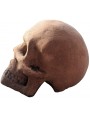 great Terracotta skull of the late 1900s