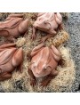 beautiful large terracotta frog with hand-formed legs